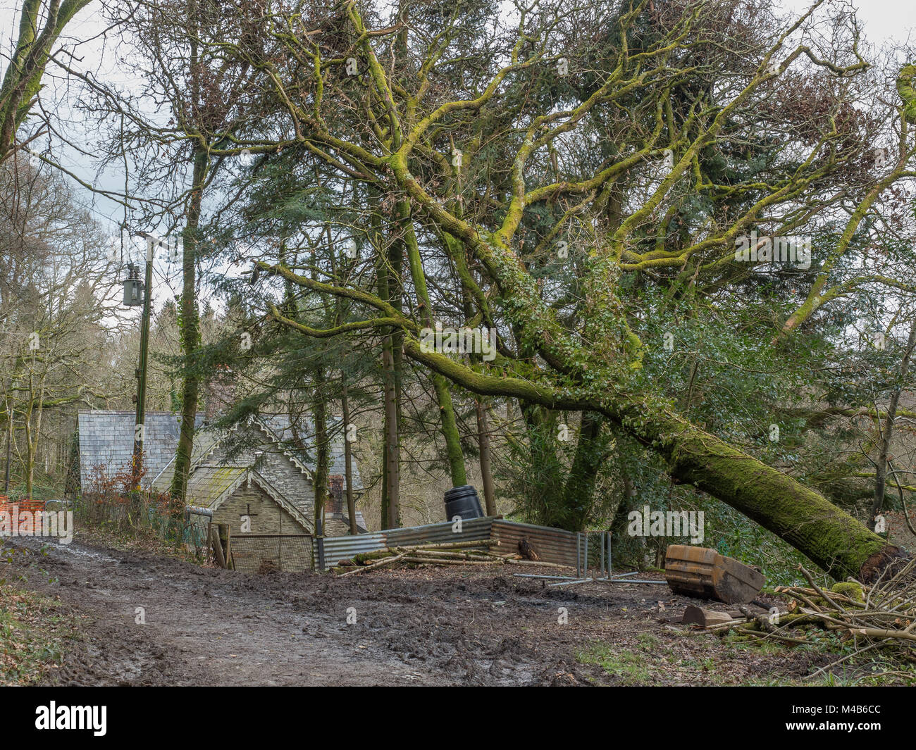 Tree falling on house Stock Photo Alamy
