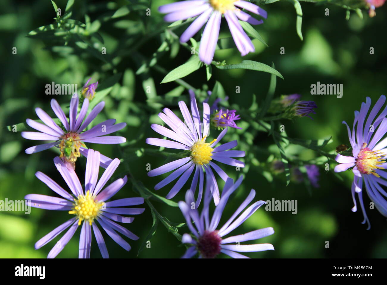Purple wild flowers on a sunny day Stock Photo - Alamy