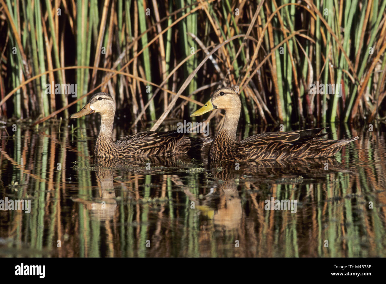 Mottled Duck is resident all-year and do not migrate Stock Photo