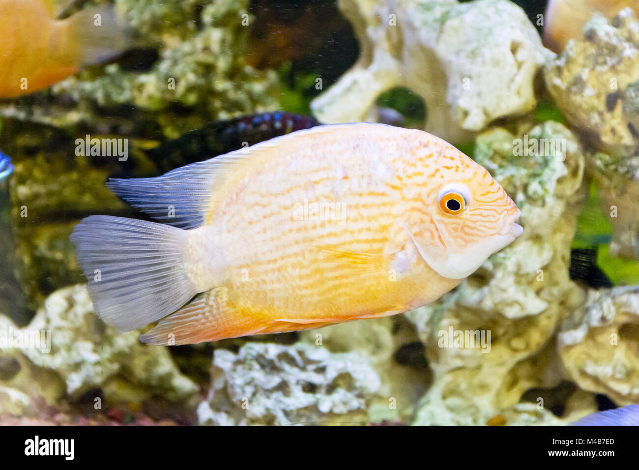 Cichlasoma severum in aquarium Stock Photo