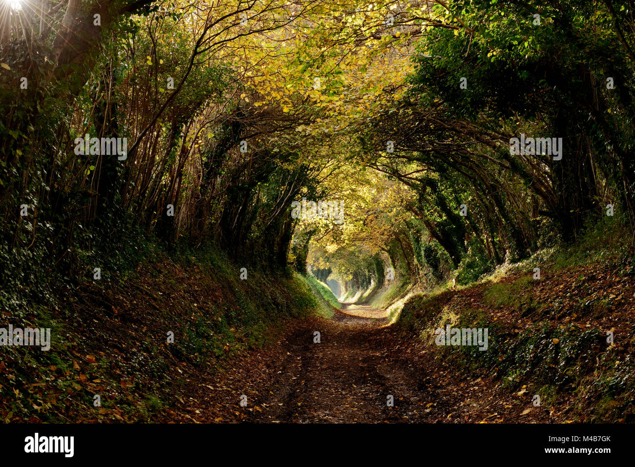 A tunnel of trees in Autumn leading to Halnaker windmill West Sussex