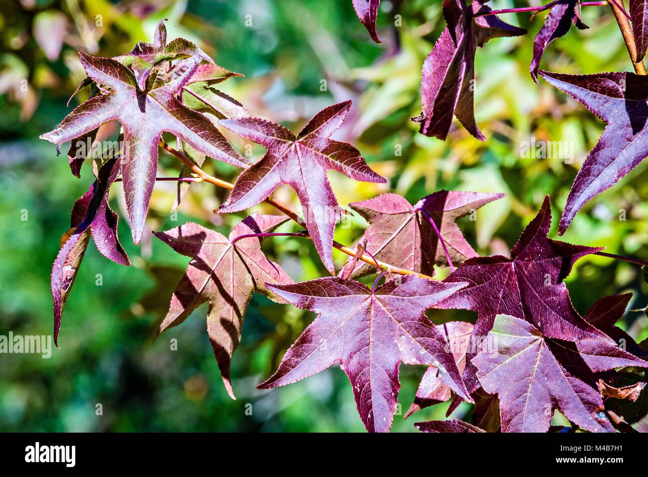 autumn color changing leaves on a tree branch Stock Photo