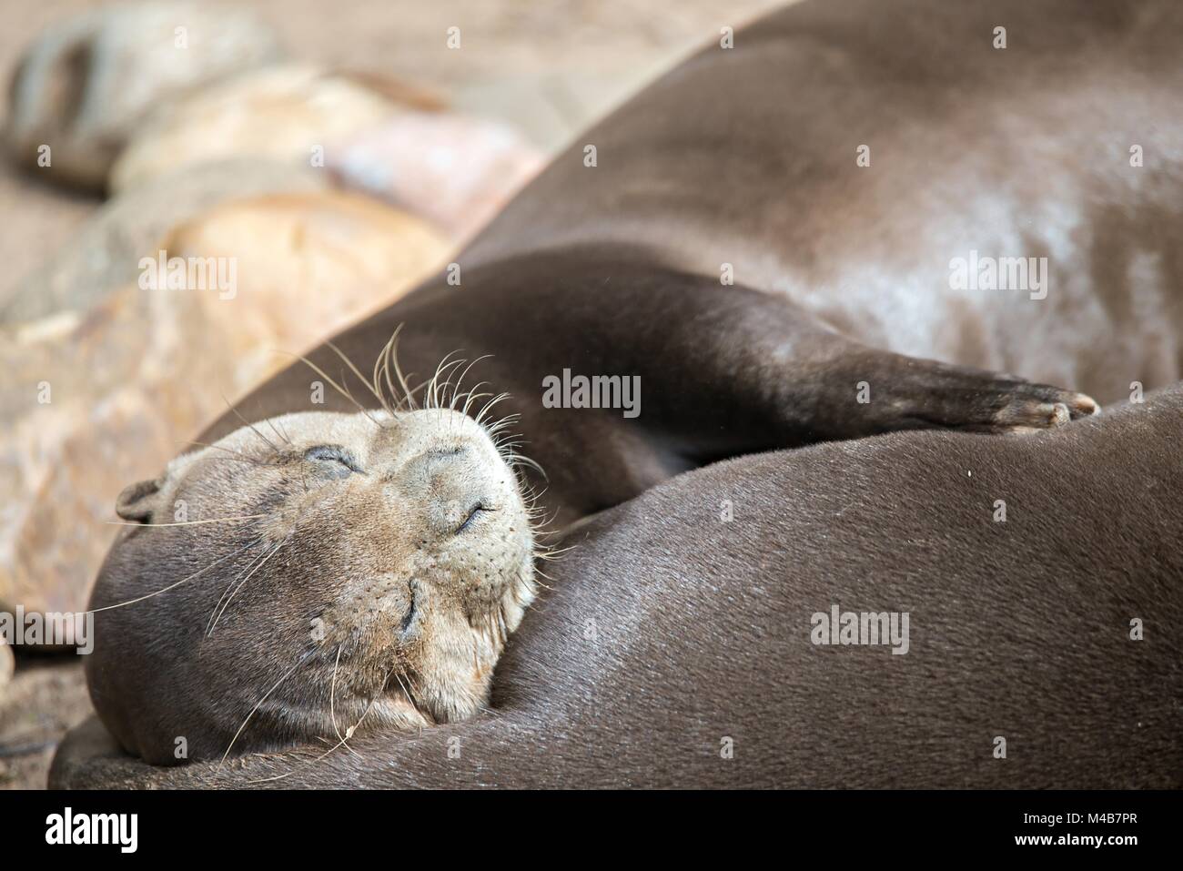 A pair of Oriental Short-Clawed Otters cuddling Stock Photo