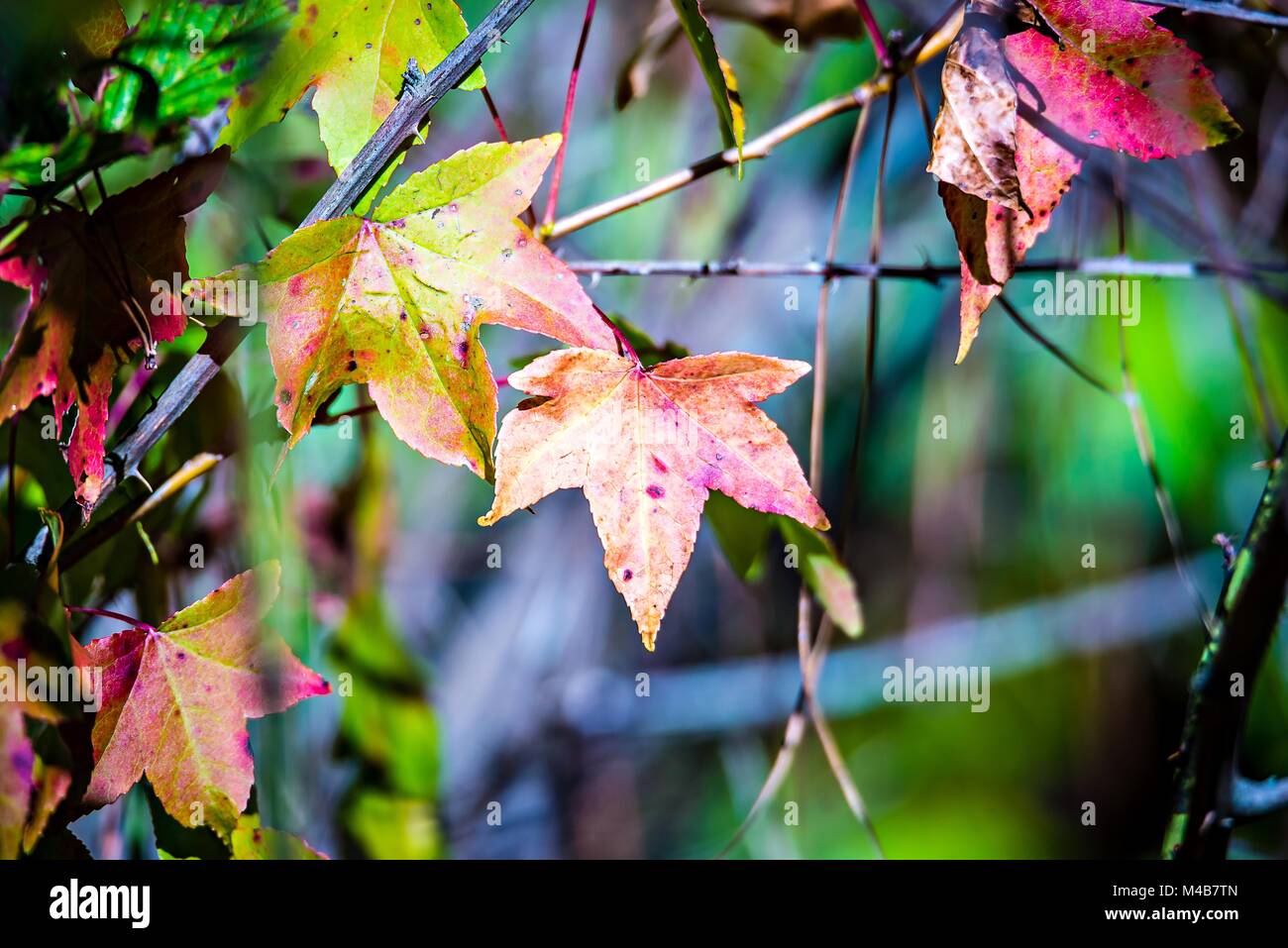 autumn color changing leaves on a tree branch Stock Photo