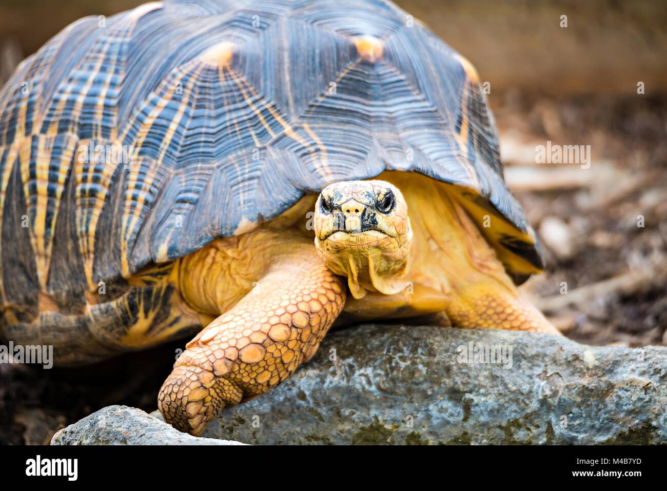 RazorBacked Musk Turtle (Sternotherus carinatus) Kinosternidae Stock Photo Alamy