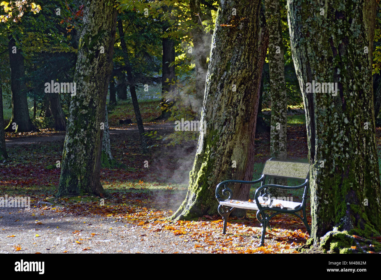 steaming wet tree trunk in sunshine Stock Photo