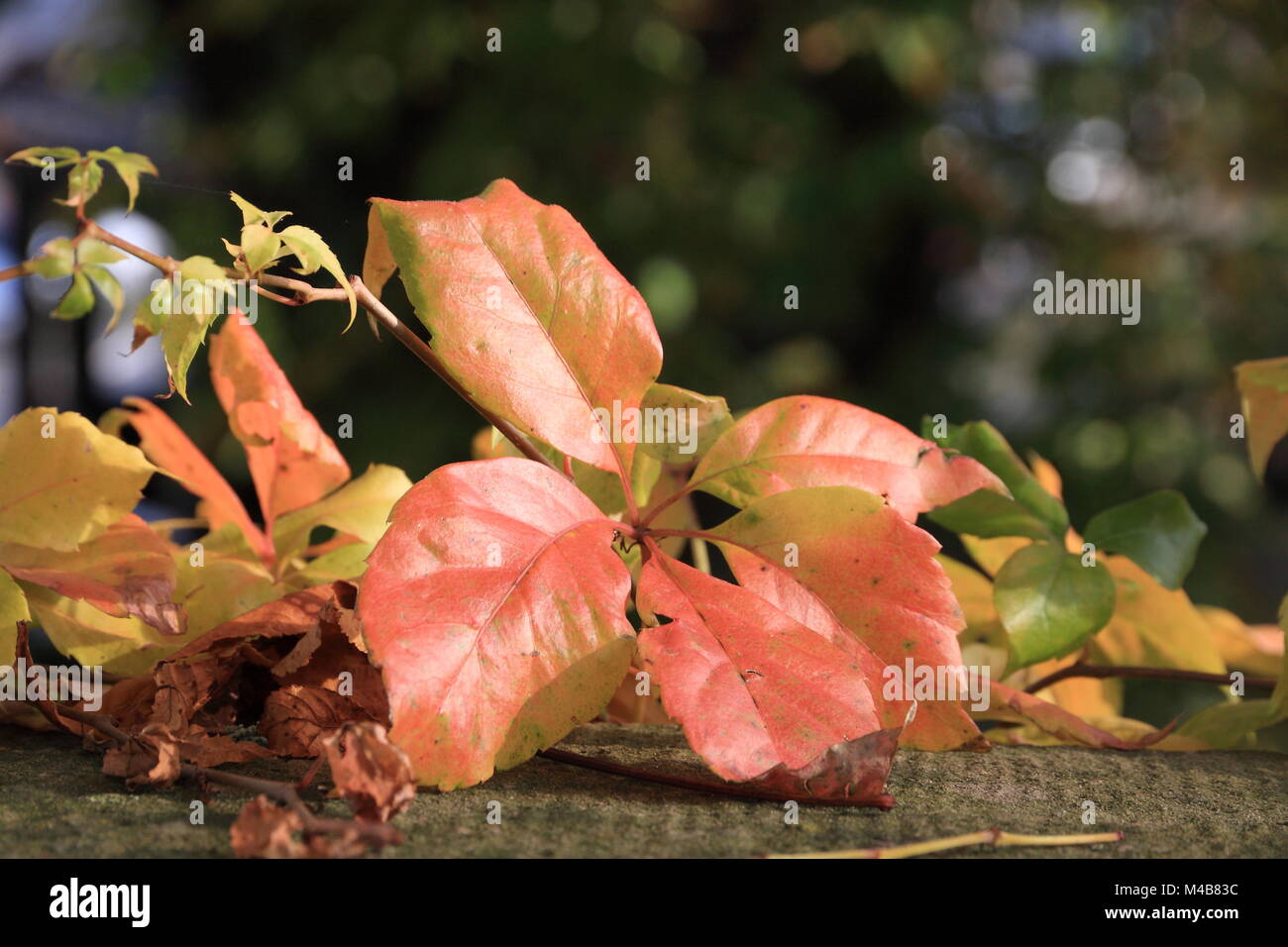 Red vine leaves sunlit Stock Photo