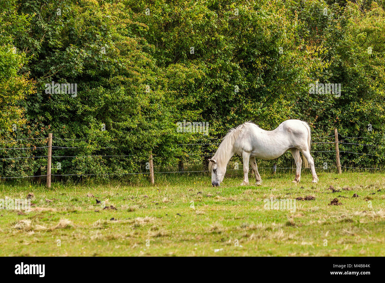 Swayback Horse, Berkshire UK Stock Photo Alamy