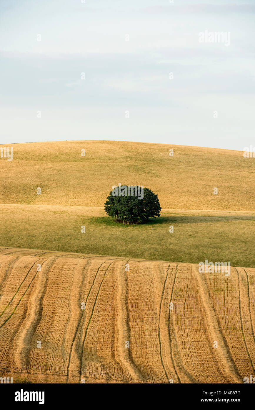 Fields and clump of trees near Stanmer Downs, East Sussex Stock Photo
