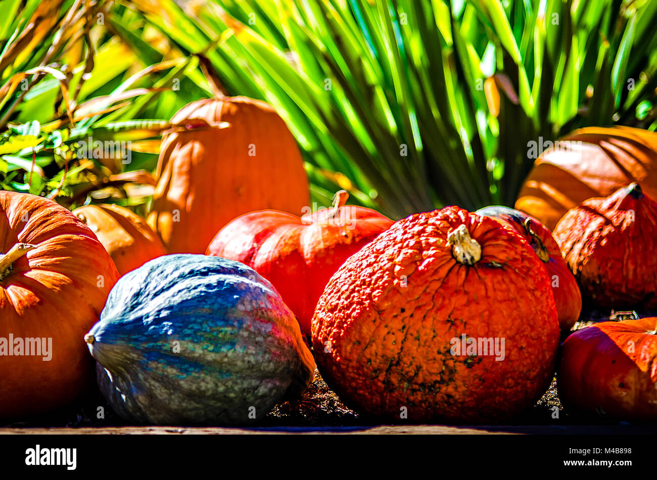 Pumpkins in green grass on natural background Stock Photo - Alamy