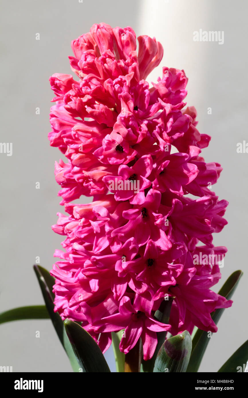Red-pink flower head of the Dutch hyacinth  Hyacinthus orientalis 'Jan Bos' forced for winter flowering. Stock Photo