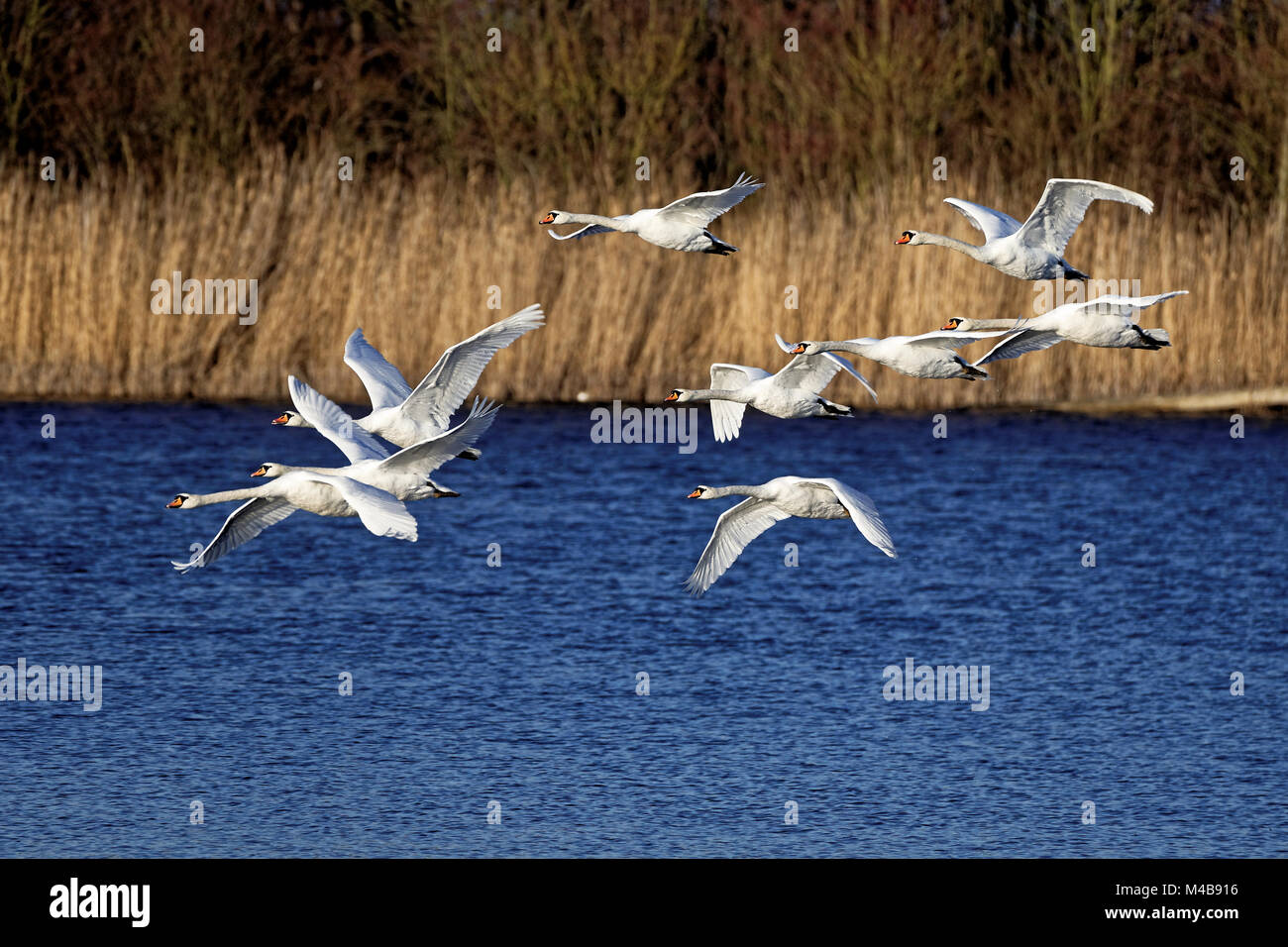 Mute swans flying Stock Photo