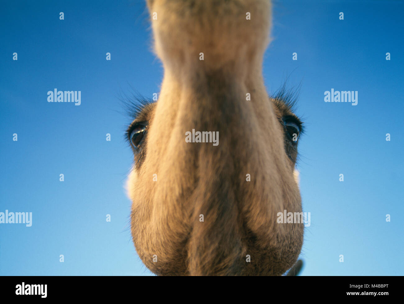Algeria. Near Djanet. Sahara desert. Head of Camel. Detail. Stock Photo