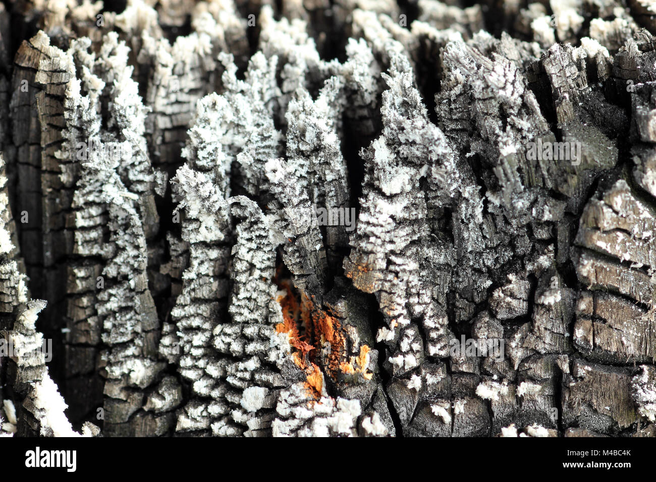 macro image of burnt wood Stock Photo