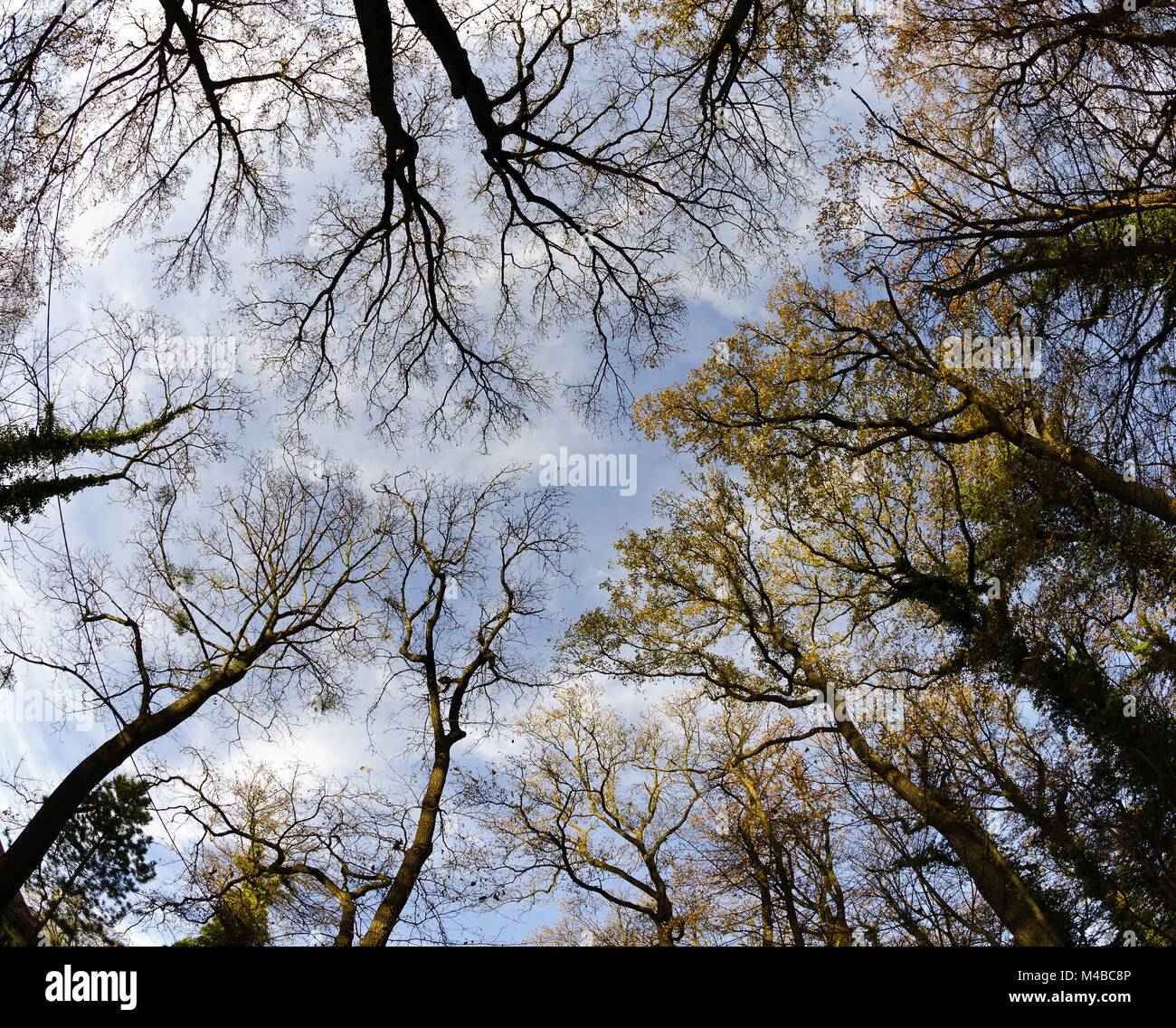 partly leafless treetops against blue sky Stock Photo