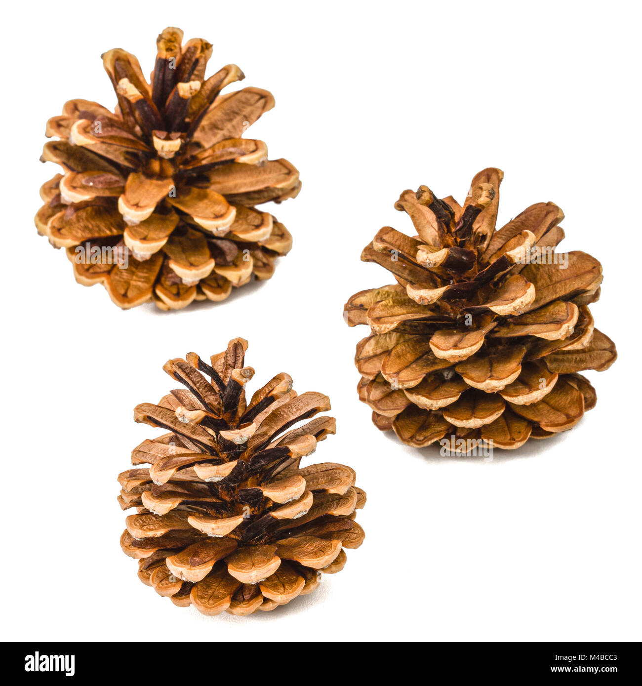 Beautiful pine cones isolated on a white background Stock Photo - Alamy