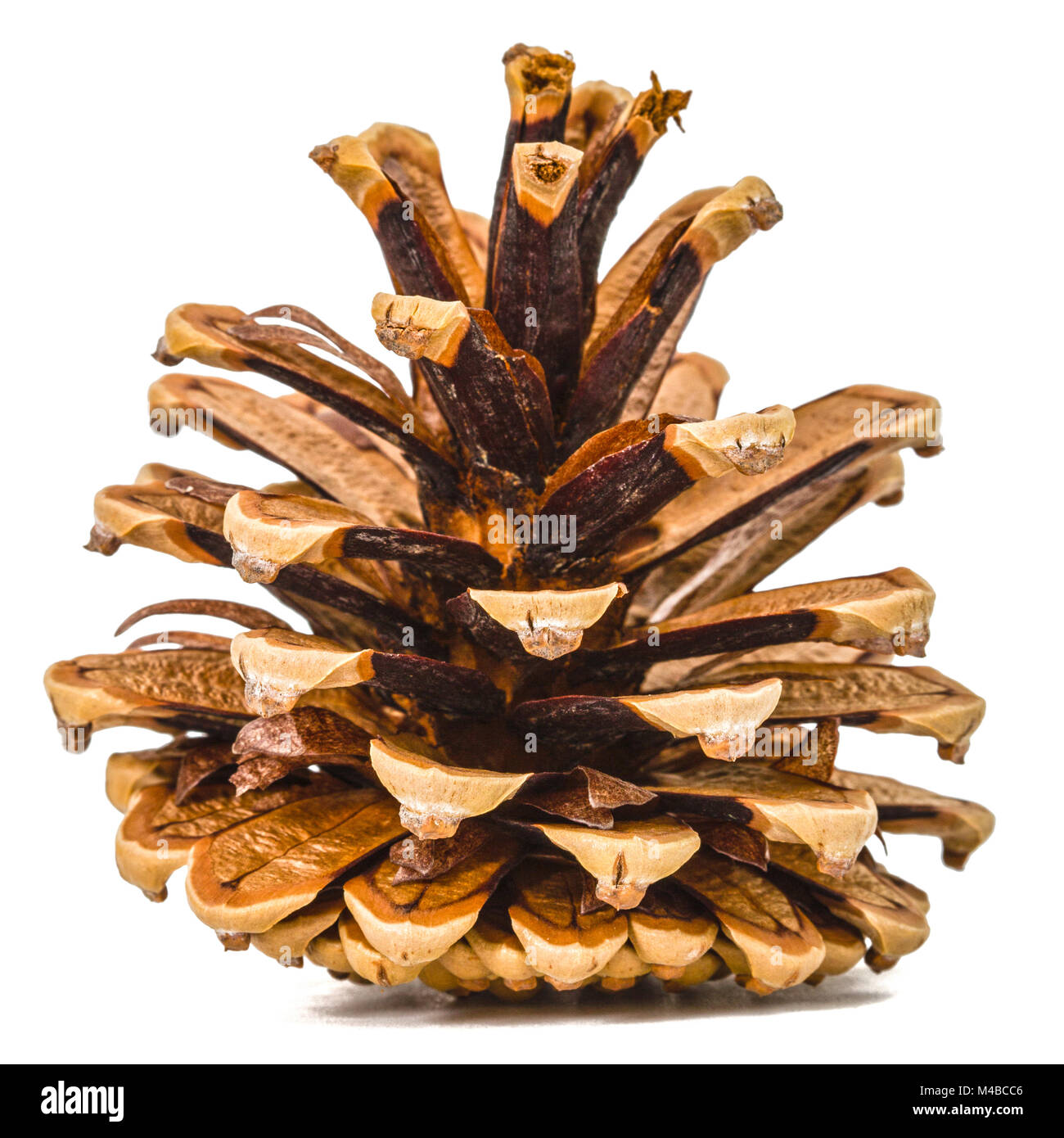 Beautiful pine cone isolated on a white background Stock Photo - Alamy
