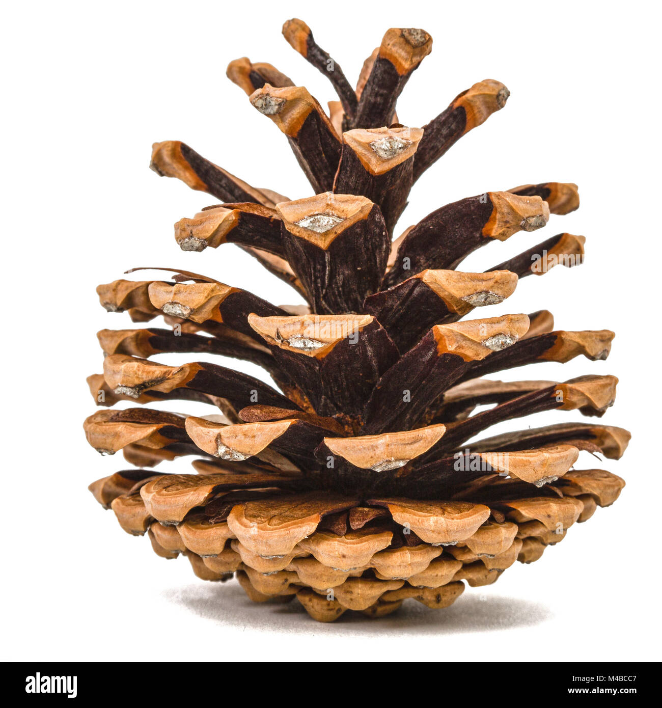 Beautiful pine cone isolated on a white background Stock Photo - Alamy