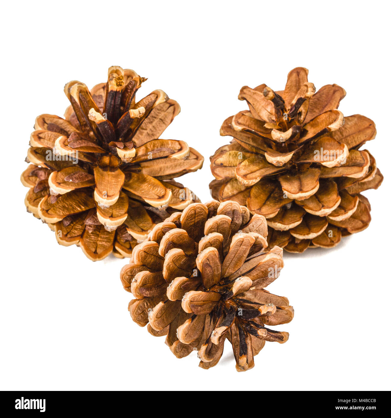 Beautiful pine cones isolated on a white background Stock Photo - Alamy