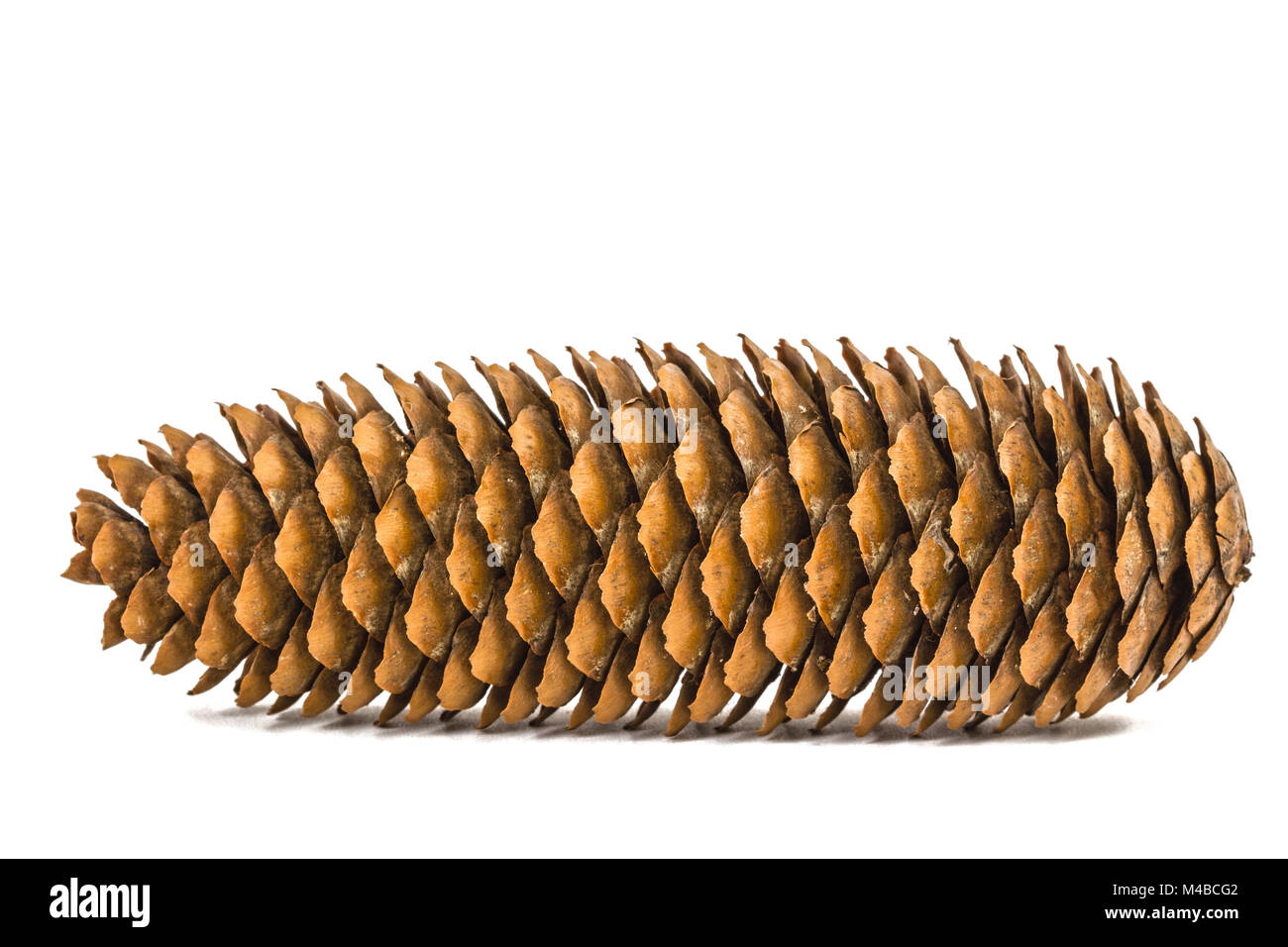 Beautiful pine cone isolated on a white background Stock Photo - Alamy