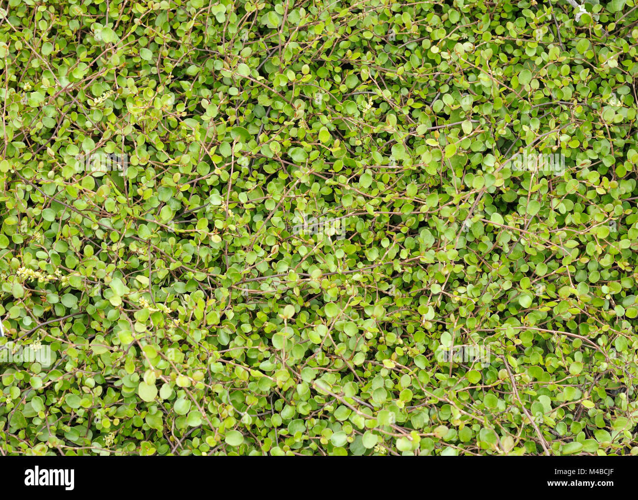 land covering plant Stock Photo Alamy