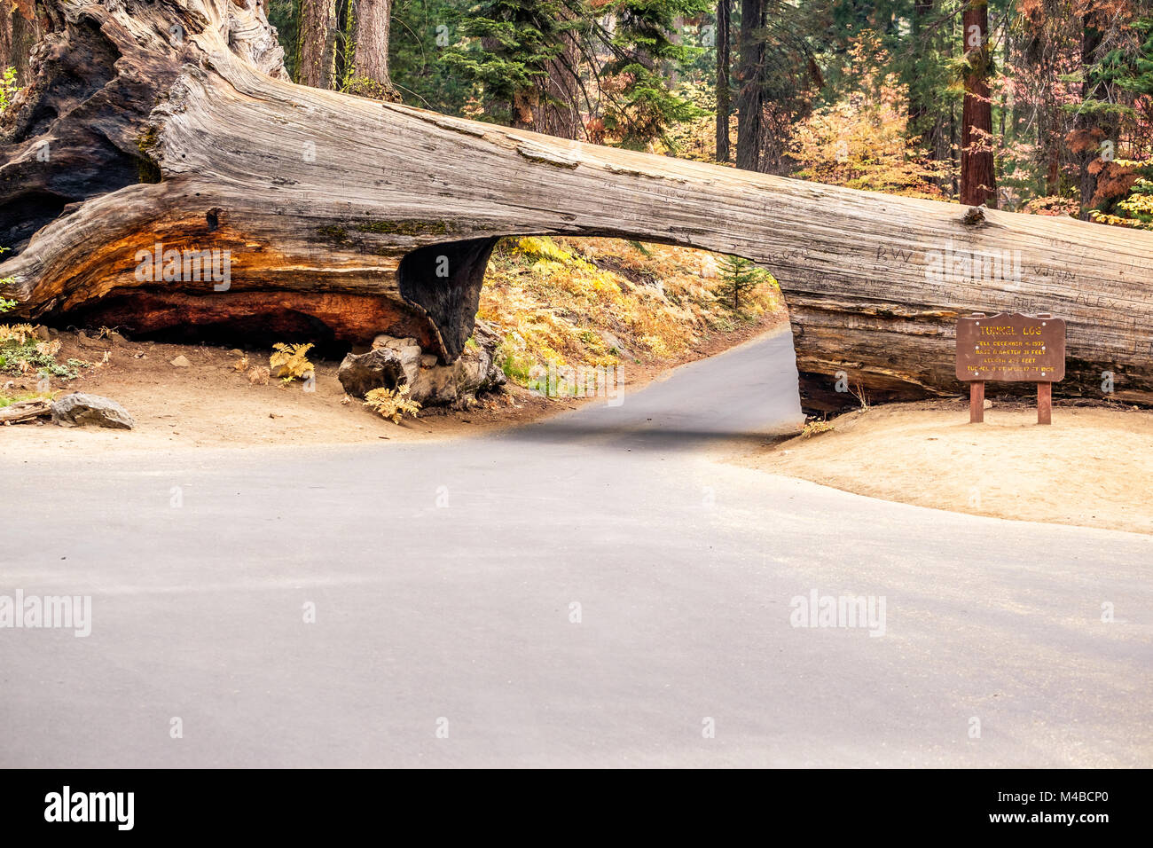 Tunnel Log in Sequoia National Park Stock Photo
