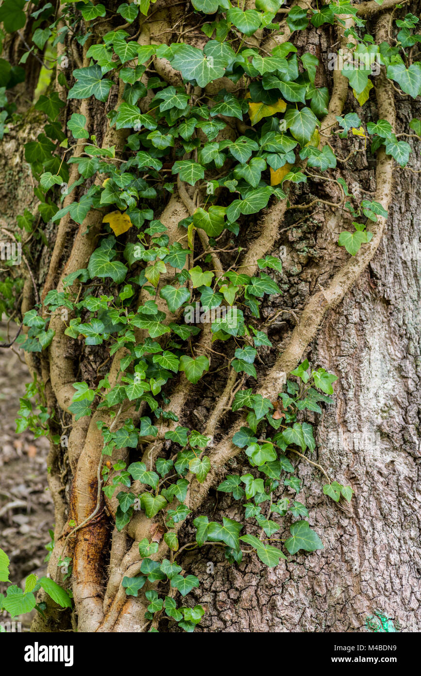 Ivy tree Stock Photo