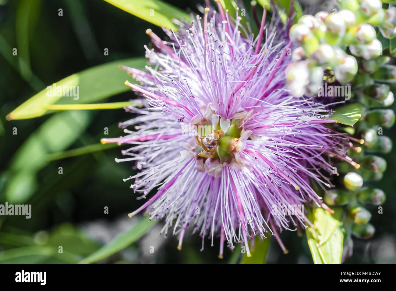 Powder puff pink blossom hi-res stock photography and images - Alamy