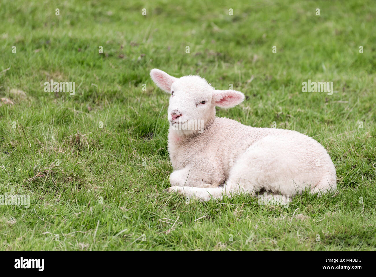 A cute little lamb is lying in a grass field in the english Lake District. The grass provides a green background. Stock Photo