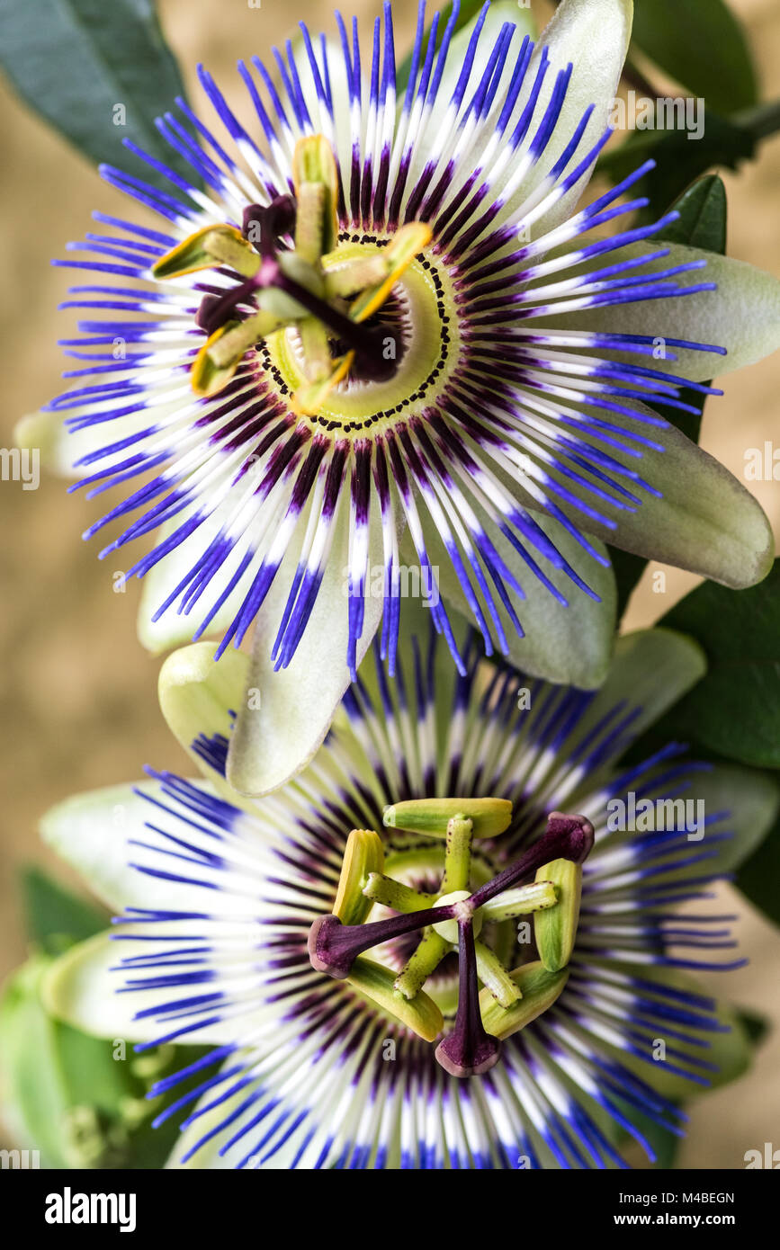 Passion flower Stock Photo