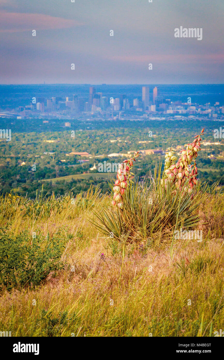 Downtown Denver viewed from a hiking trail at Hayden Green Mountain Park in Lakewood, Colorado. Stock Photo