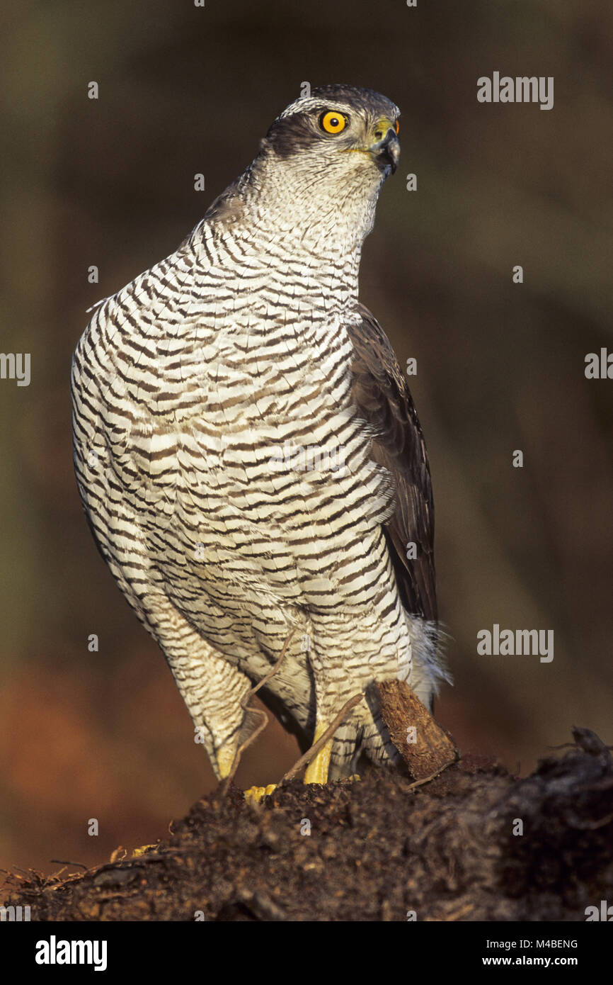 Northern Goshawk has a wingspan from 89 to 122cm Stock Photo