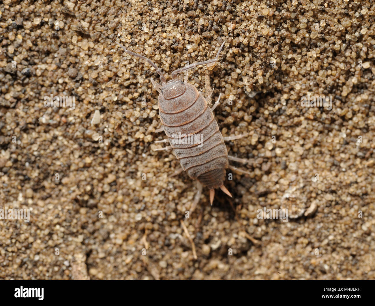 Israel Native Insects Closeup of the nature of Israel Stock Photo - Alamy