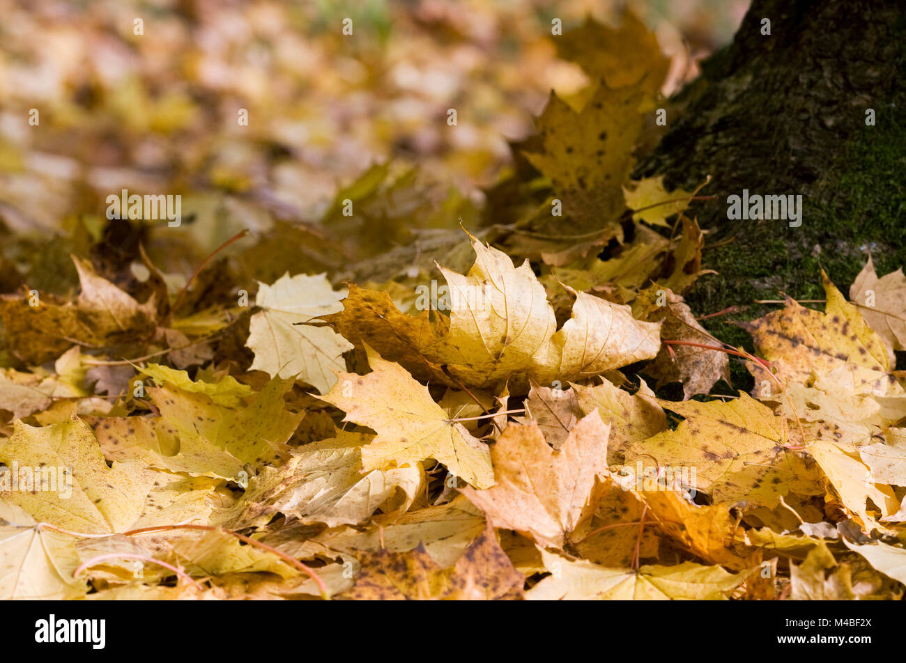 Acer pseudoplatanus. Sycamore leaves at the base of a tree in Autumn. Stock Photo