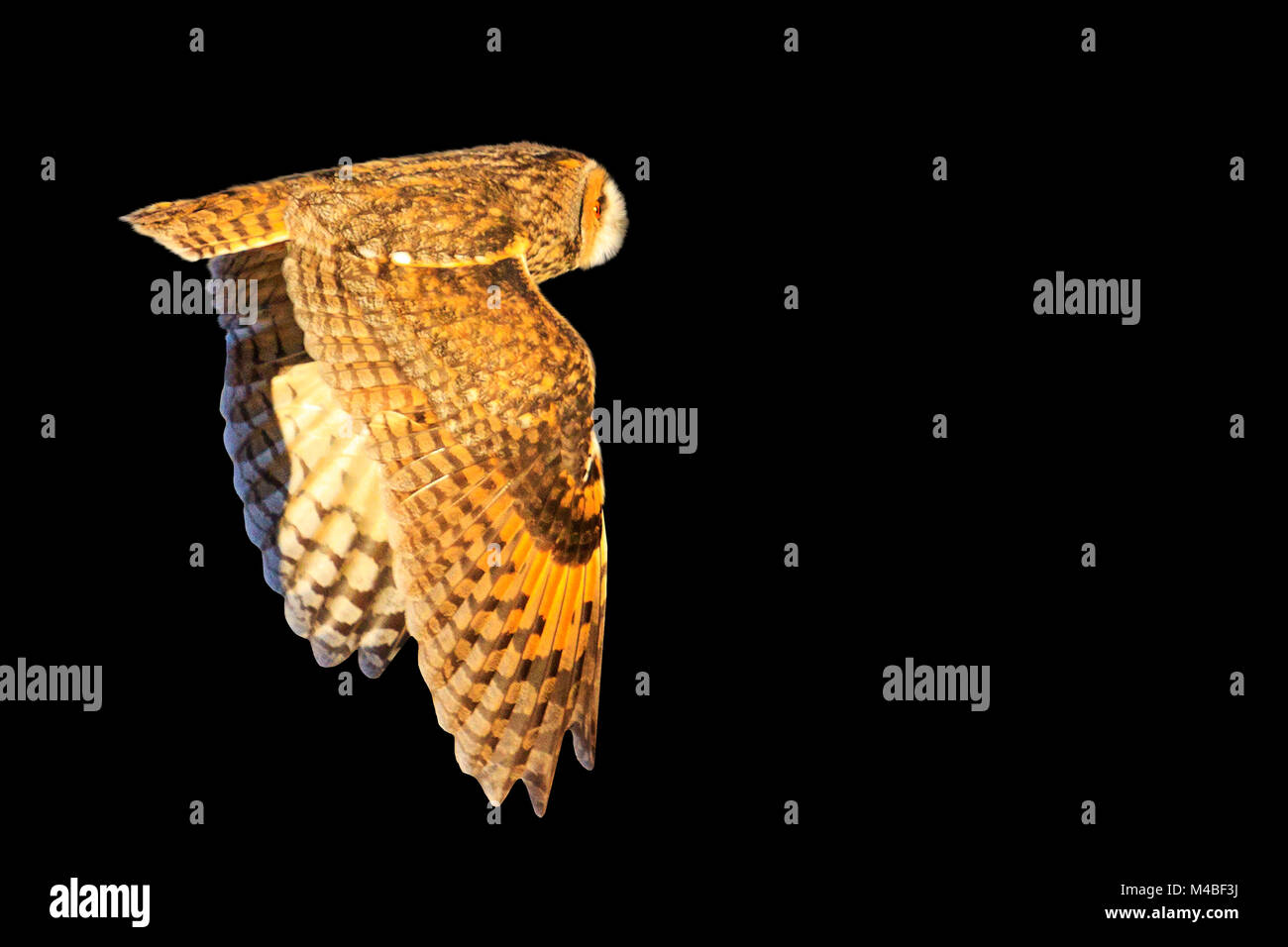 owl flying isolated on a black background Stock Photo