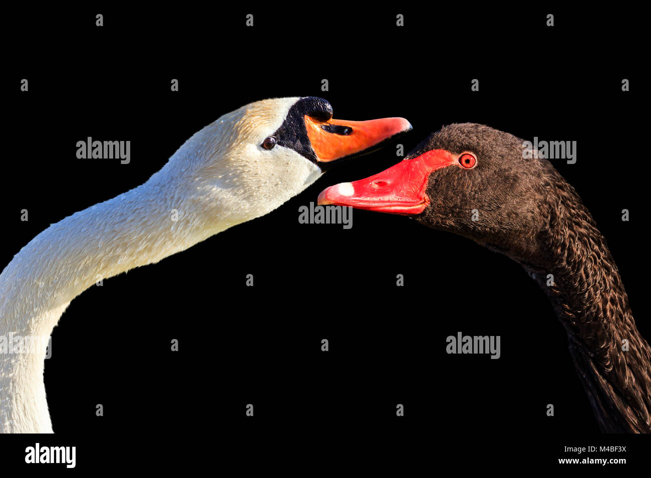 White and black swans are isolated on a black background Stock Photo