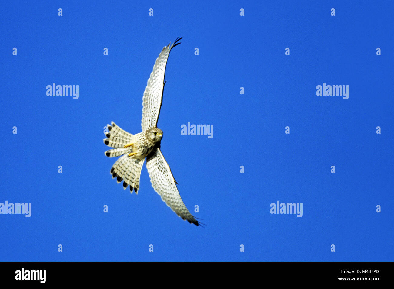 Common Kestrel eats mainly mouse-sized mammals / Falco tinnunculus Stock Photo