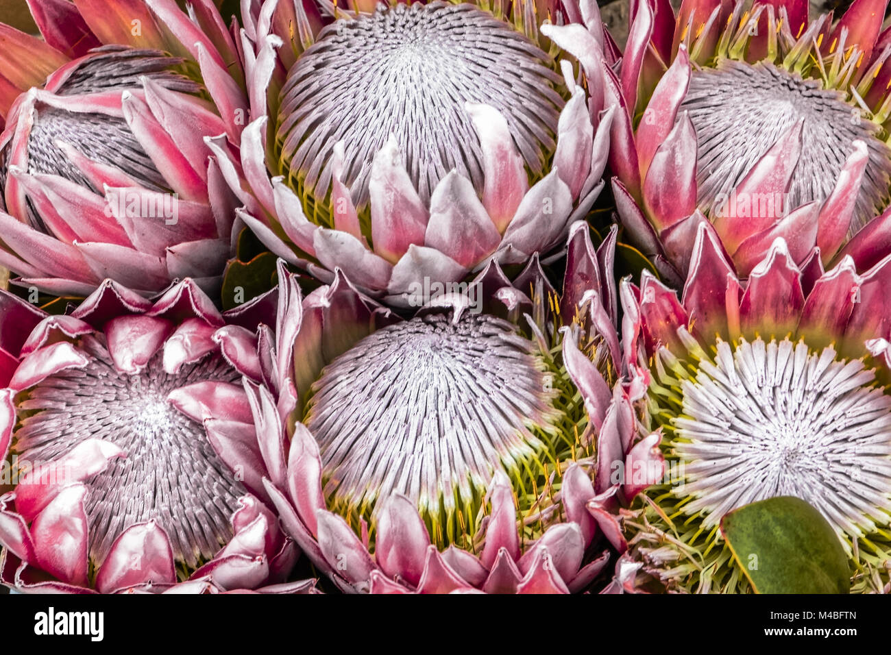 King Protea, Protea cynaroides, South Africa Stock Photo