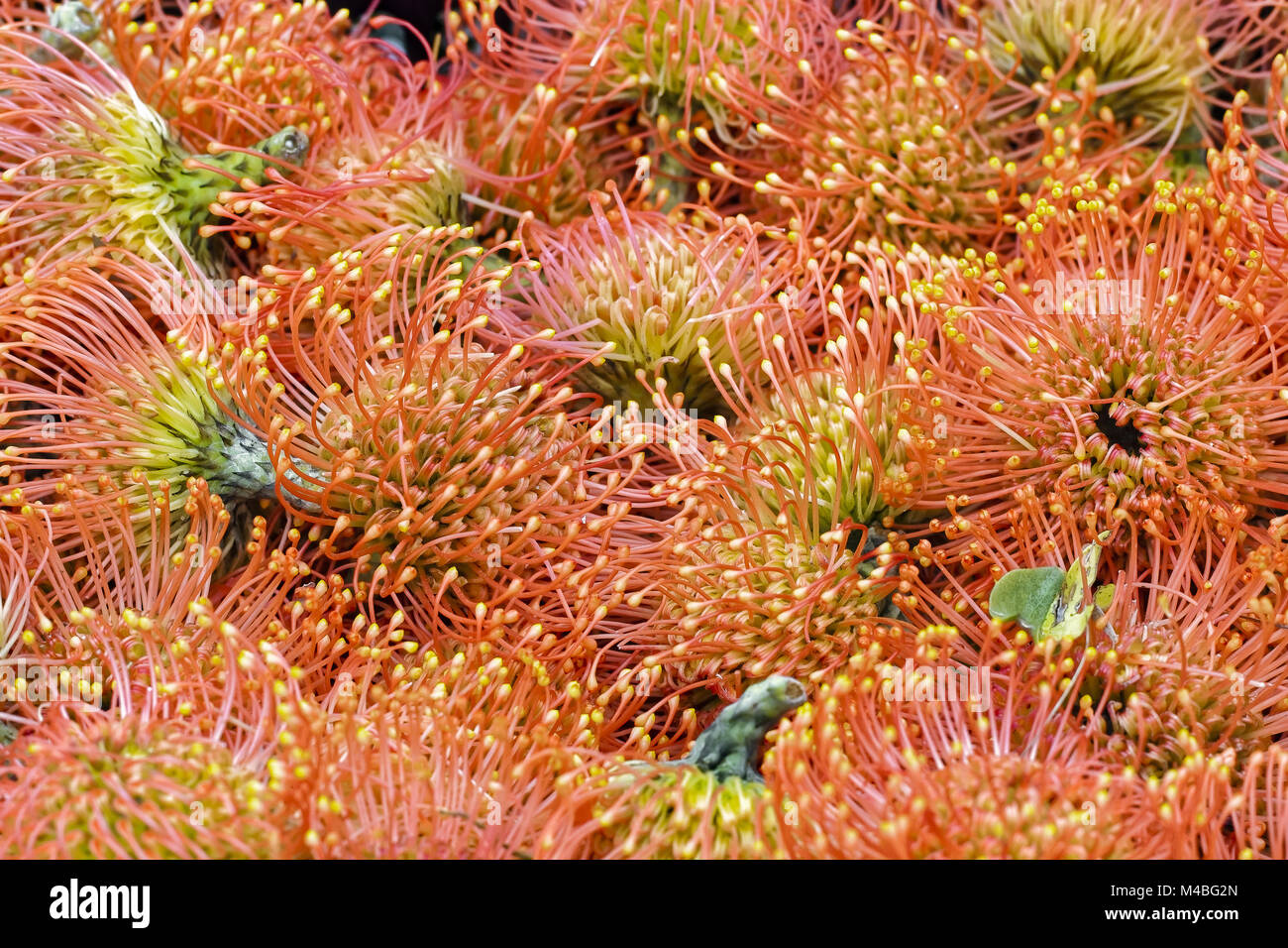 Pincushion Proteas orange, Leucospermum cordifolium, South Africa Stock Photo