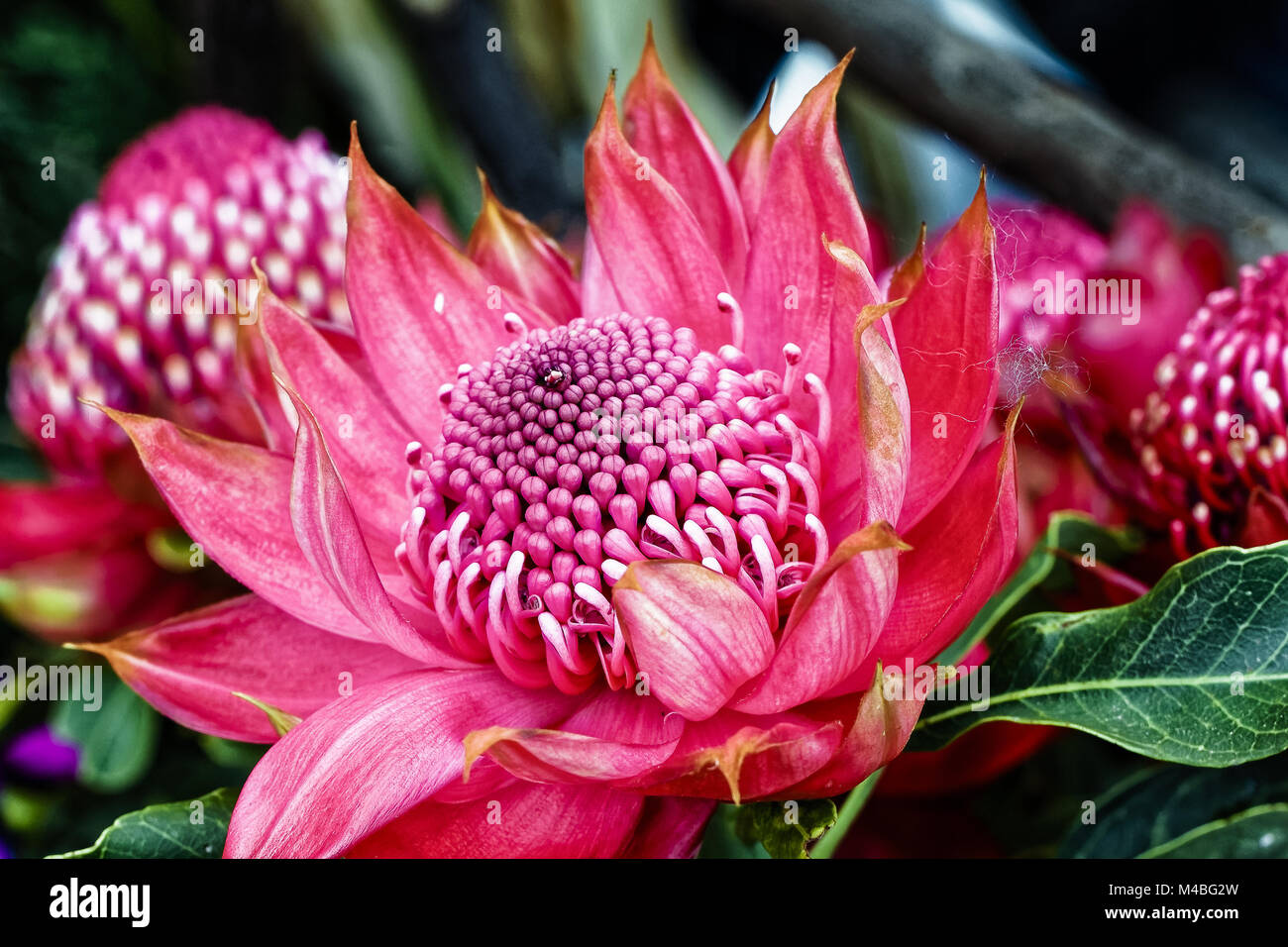 Waratah Protea - Teleopea speciosissima inflorescence  - Australia Stock Photo