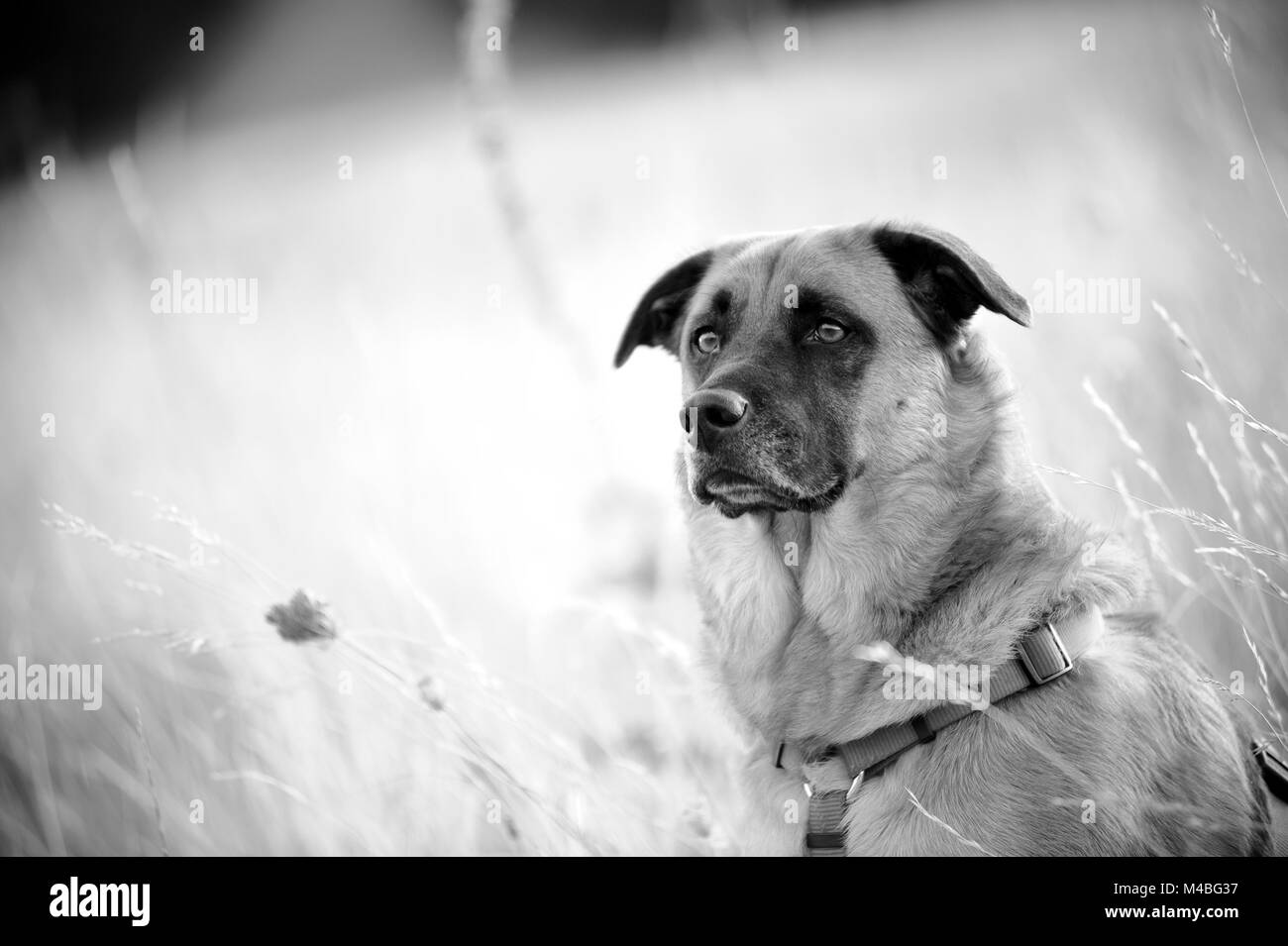 Dog with natural pose, outdoor portrait in field, black and white photo Stock Photo