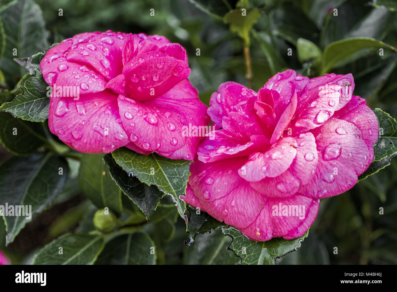 Pink Japanese camellia, Camellia japonica 'Debbie' pink Stock Photo