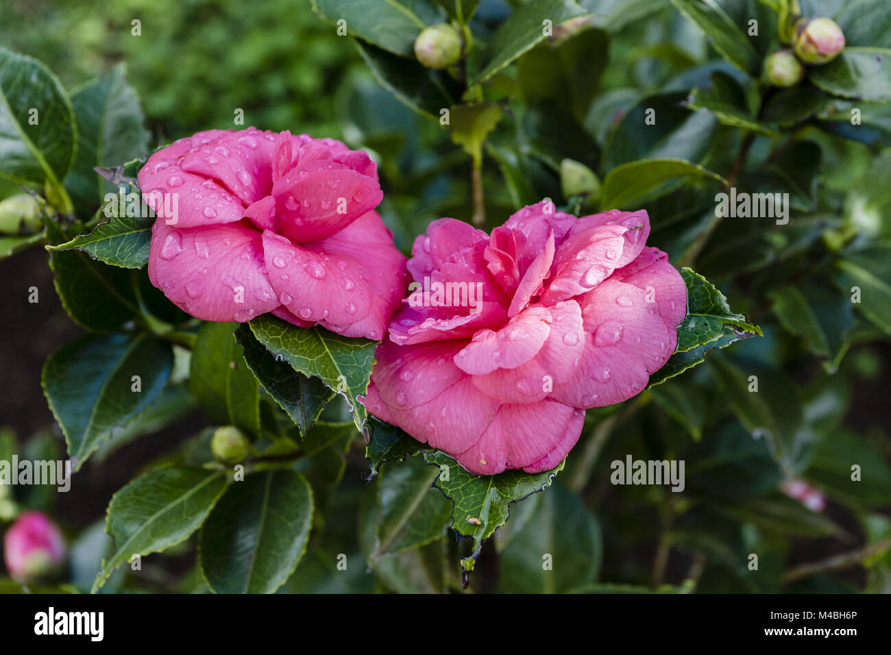 Pink Japanese camellia, Camellia japonica 'Debbie' pink Stock Photo