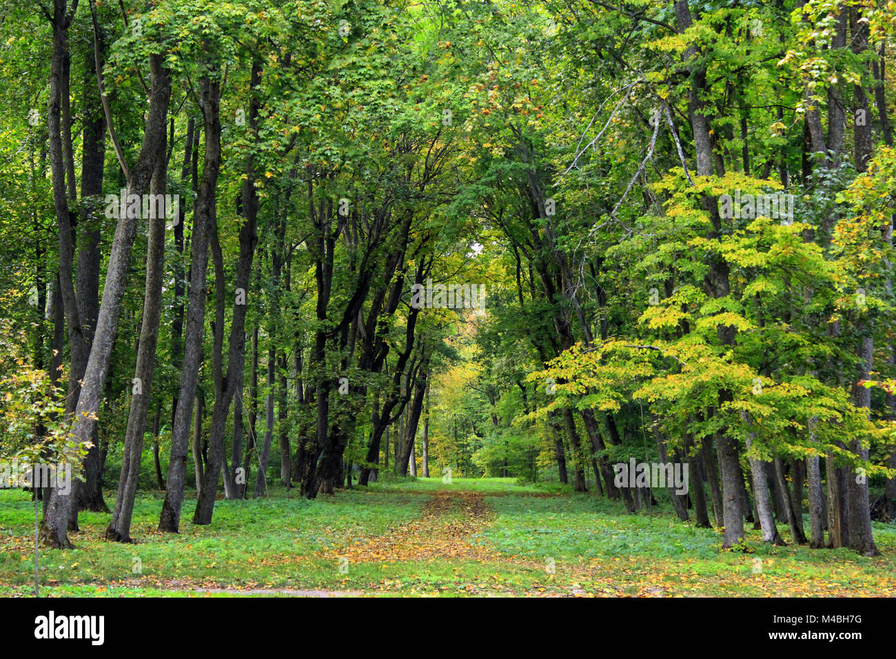 beautiful park with nice promenade path and big green trees Stock Photo ...