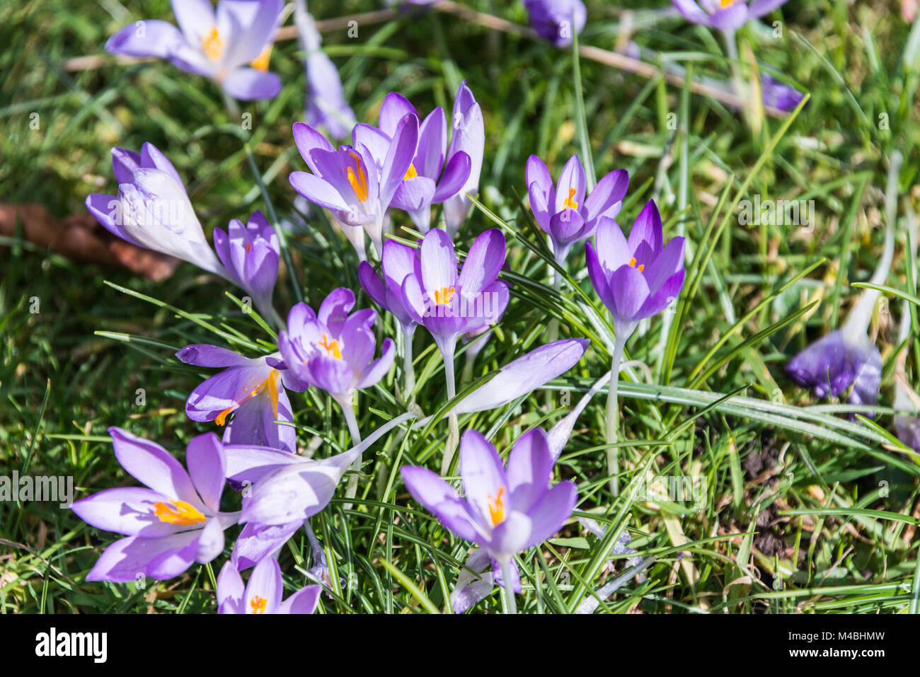 Crocus flowers in spring Stock Photo - Alamy