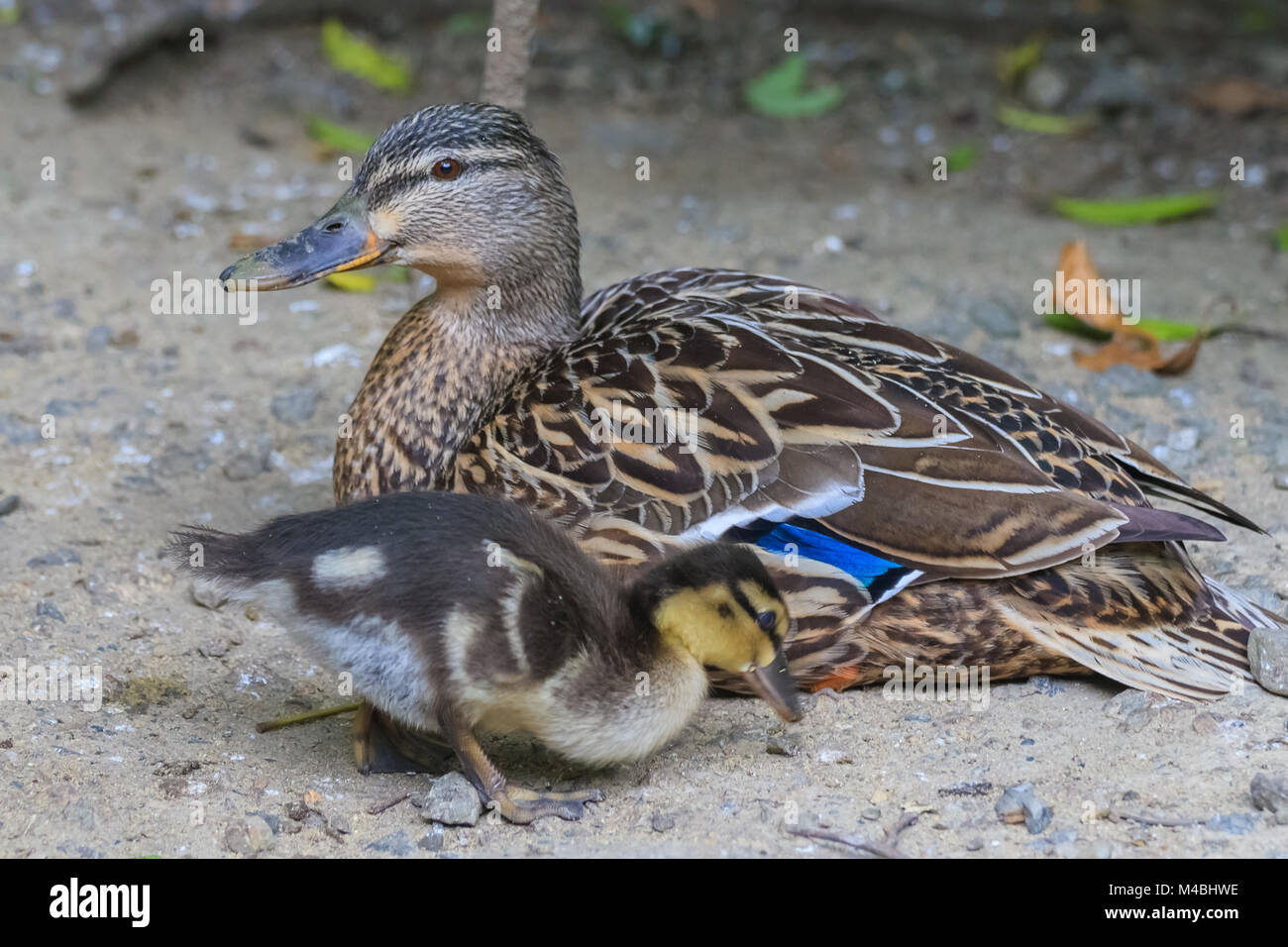 Baby ducks walking mother hi-res stock photography and images - Alamy
