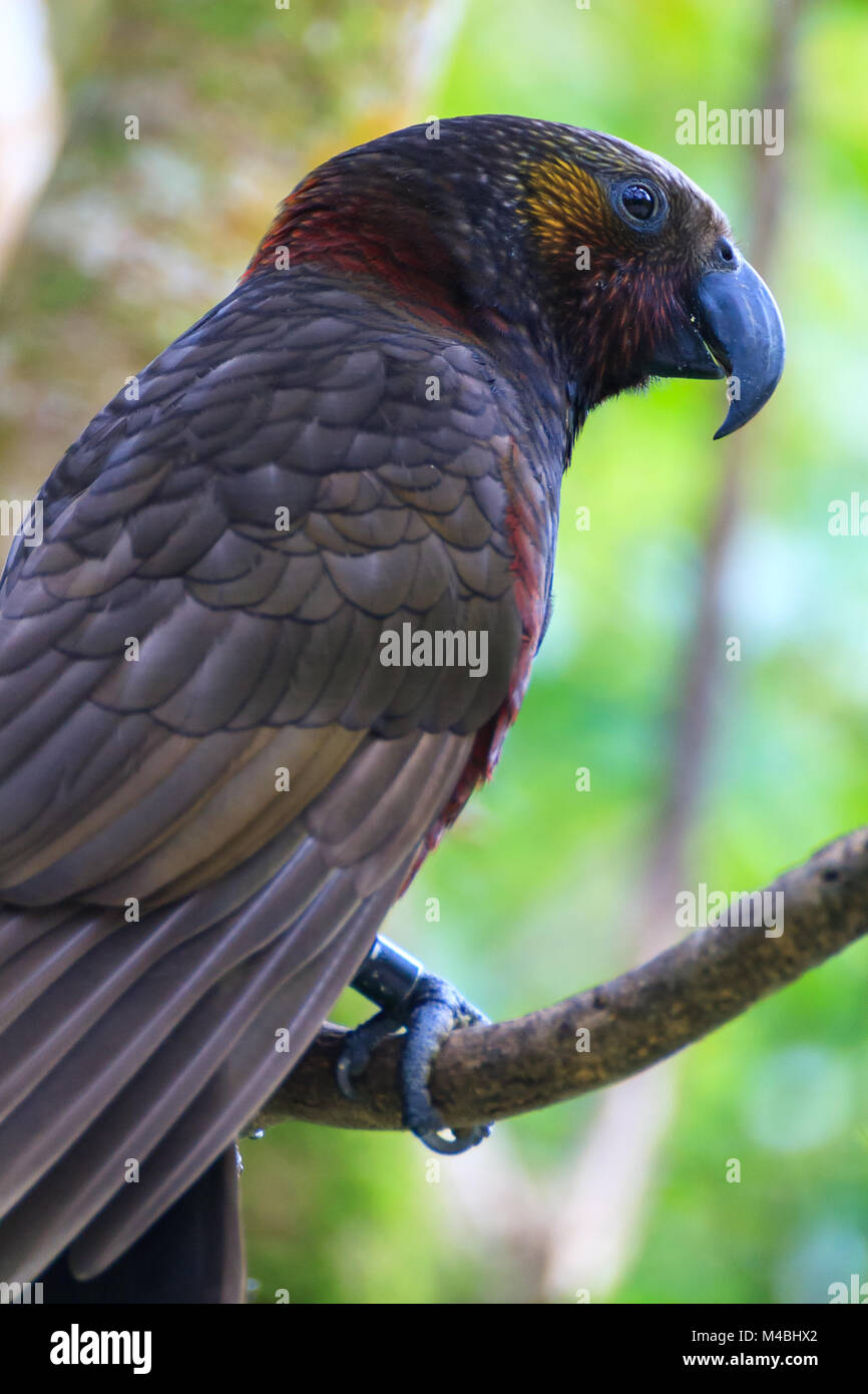 New zealand parrot hi-res stock photography and images - Alamy
