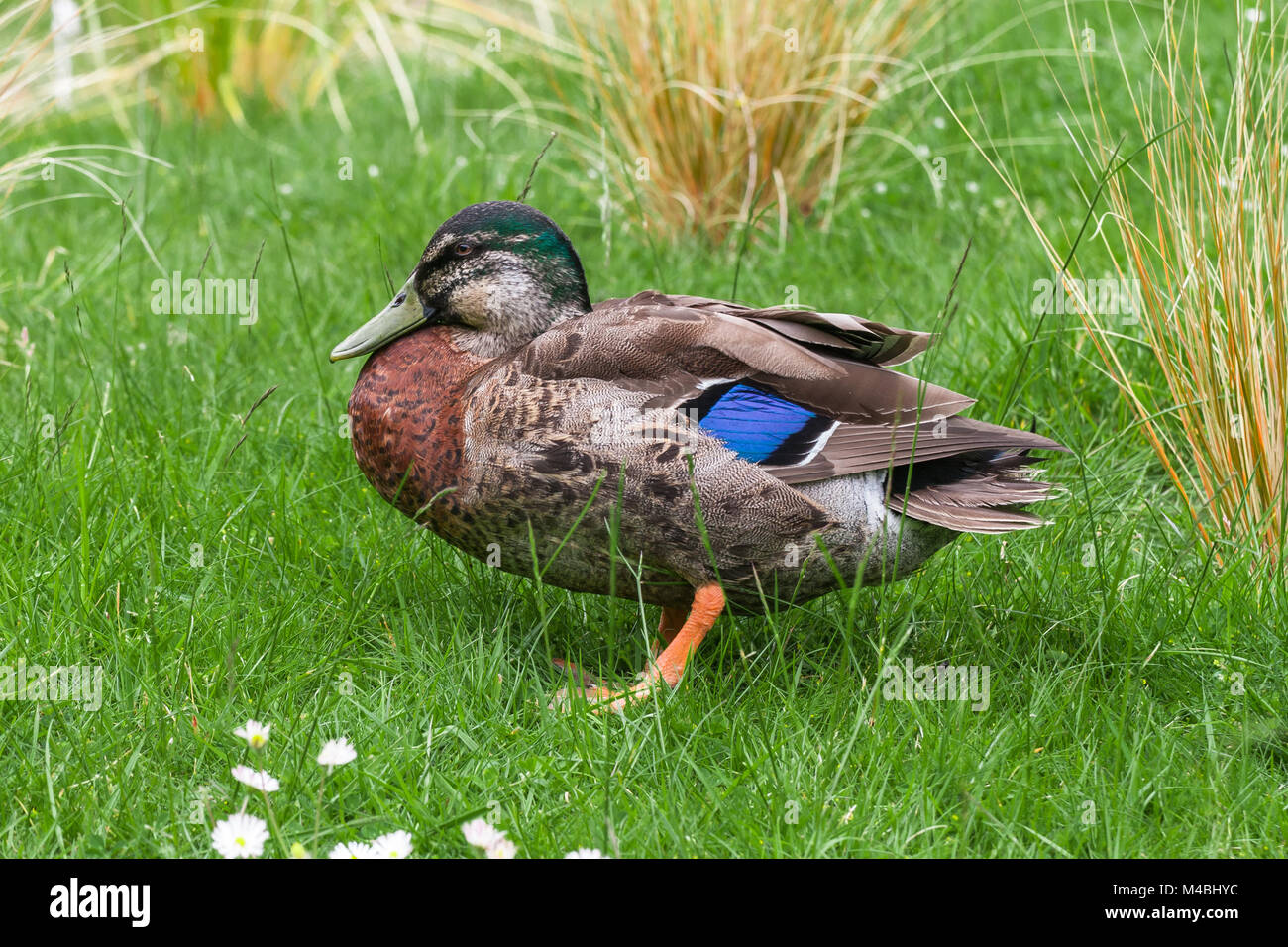 Wild male duck standing in the green grass Stock Photo Alamy