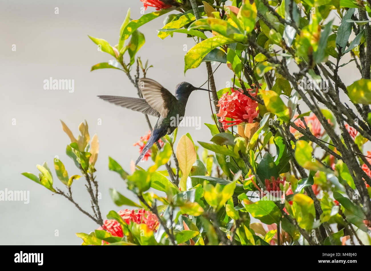 Hummingbird in flight in Minas Gerais, Brazil Stock Photo