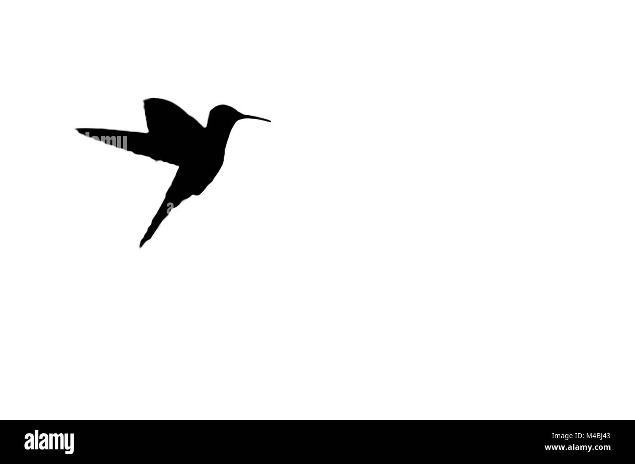 Silhouette of a Hummingbird on white isolated background Stock Photo